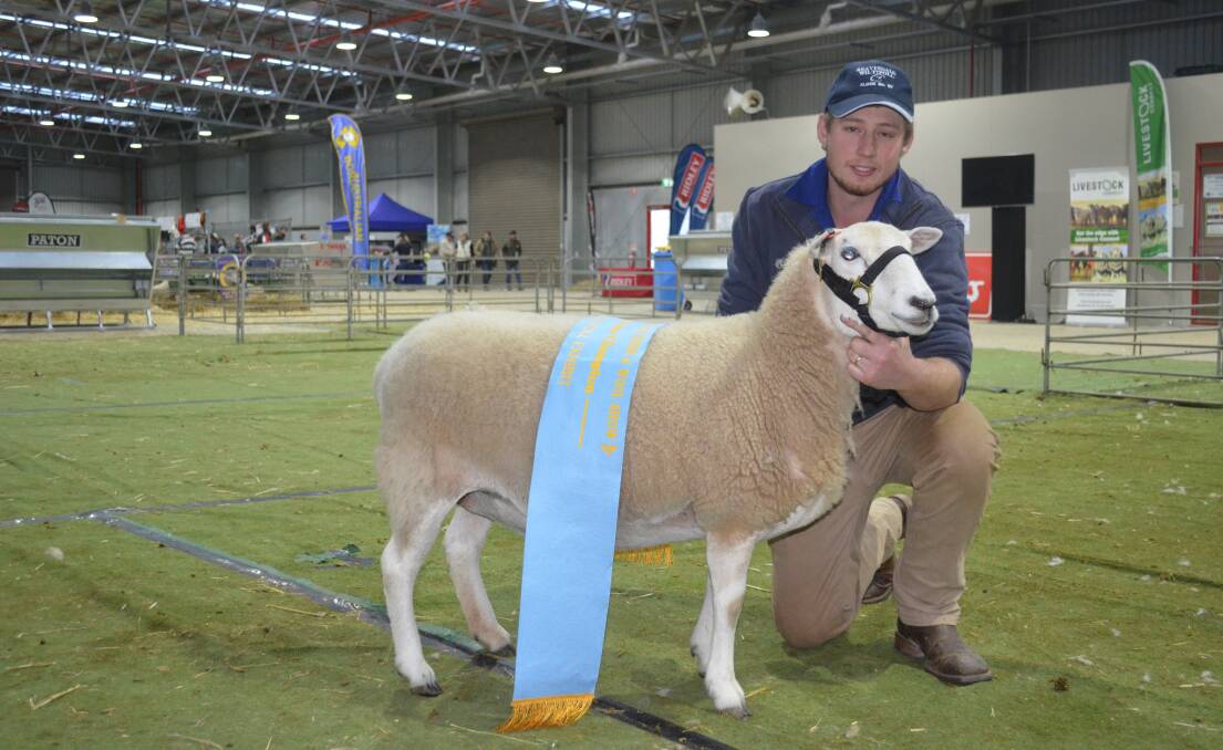 Wiltipoll: The supreme champion Wiltipoll exhibit at this year's Sheep and Wool show was shown by the Reavesdale stud, Murringo, NSW, with Alex Rotzler.