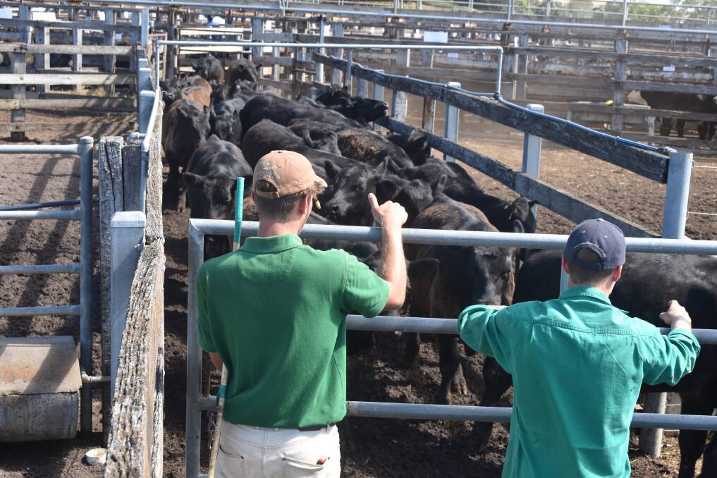 Numbers are up: A live export order put a floor in the market at a recent Casterton steer weaner sale with Landmark International digging deep into the sale. 