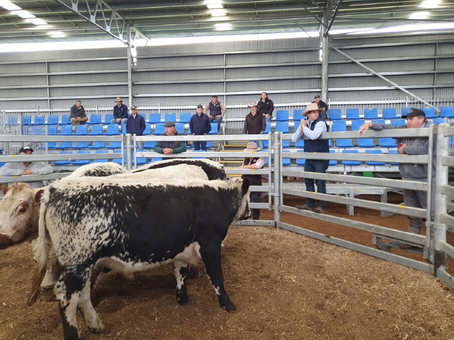 SPACED OUT: Buyer and agents at the Western Victorian Livestock Exchange at Mortlake meeting social distancing rules at the weekly prime cattle sale.
