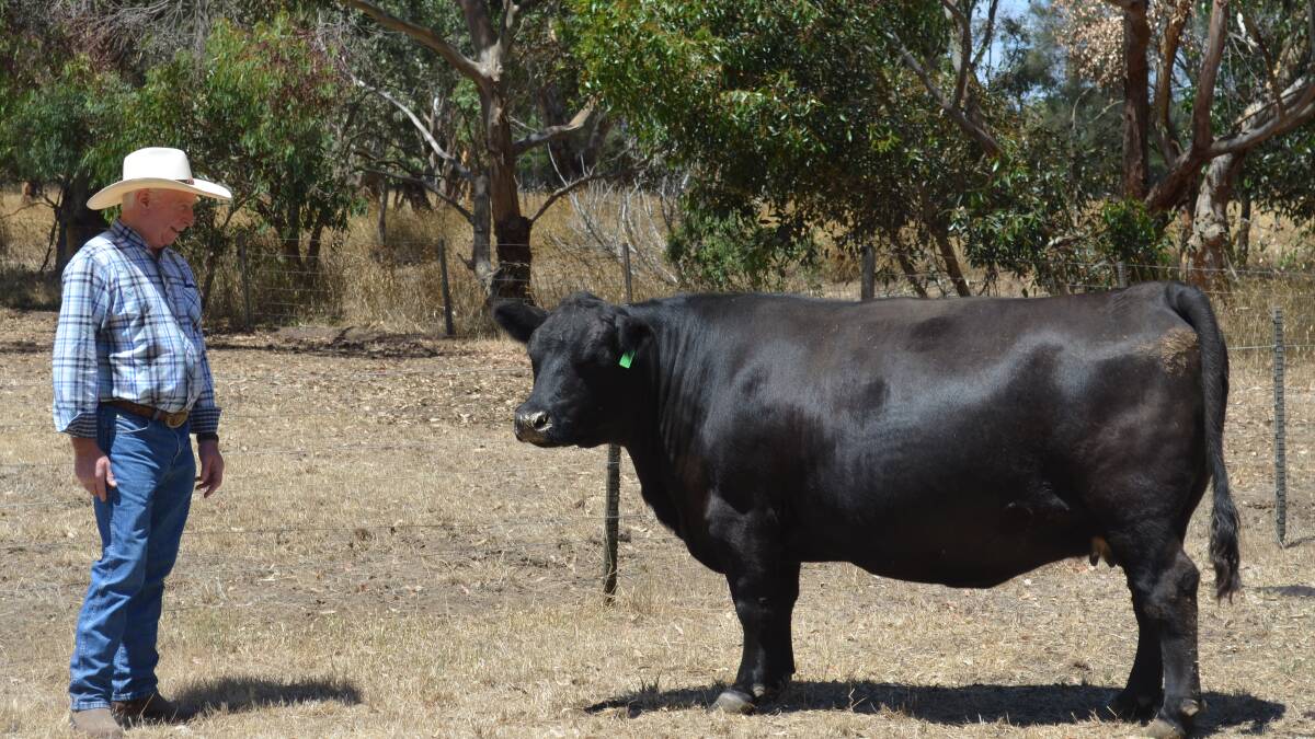 Geordie Souter said the more he went through the process of buying genetics from the remaining Native Angus families, the more he could see that the Native Angus cattle had a huge amount to offer.