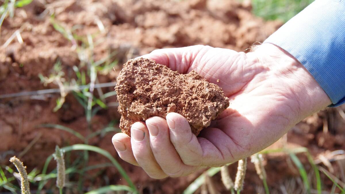 The soil on the Airly farm holds moisture, but this year has seen unseasonably cold and lack of rain. 