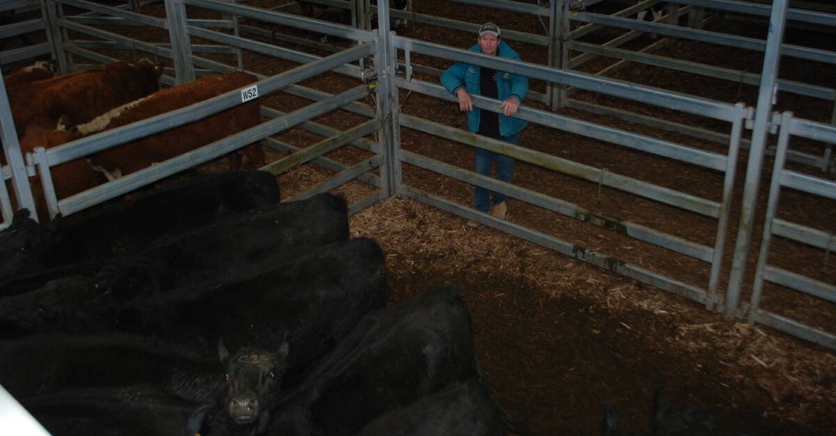 Strong sale: Stephen Shinns, Mansfield, sold 11 pregnancy-tested-in-calf heifers for $1660 a head at Barnawartha.