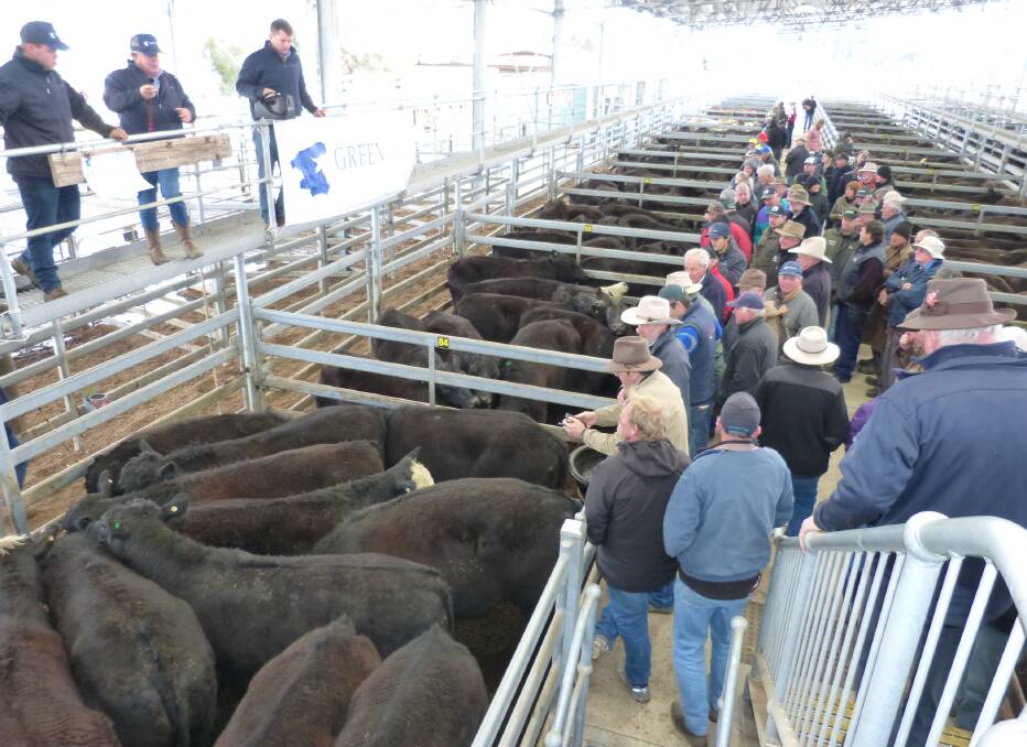 The Greenwood Livestock team selling the first pen recently. 