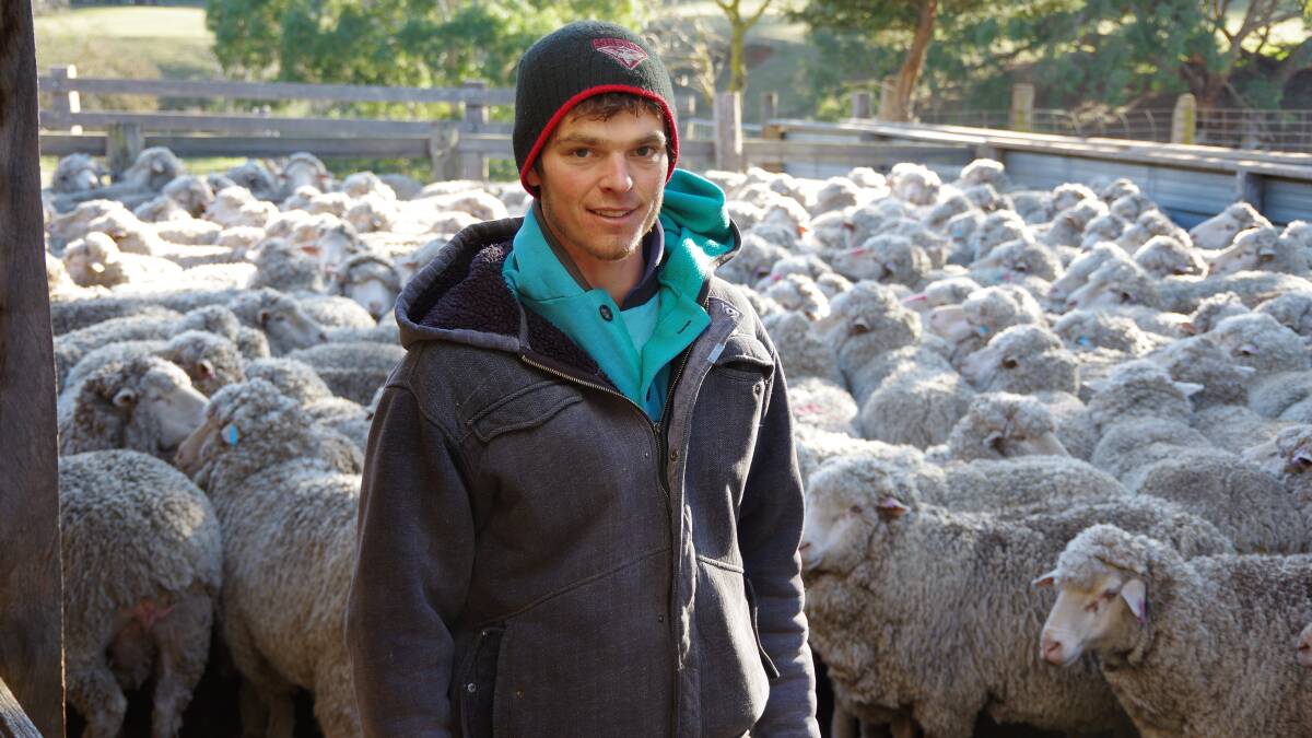 Tom King has to drop his flock numbers this year, but has had to buy six tonnes of grain and lupins to see his best sheep through the winter. 