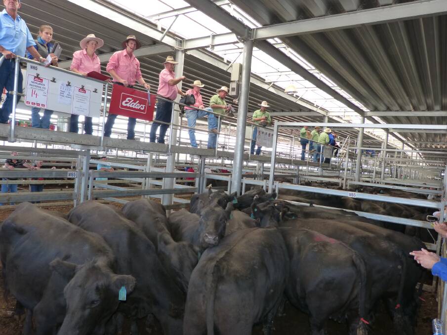 Matt Tinkler, Elders Albury, sells the first of 170 Angus cows PTIC, for Newlands Past Co, Condobolin. All went back to paddocks selling from $1260 to $1620.