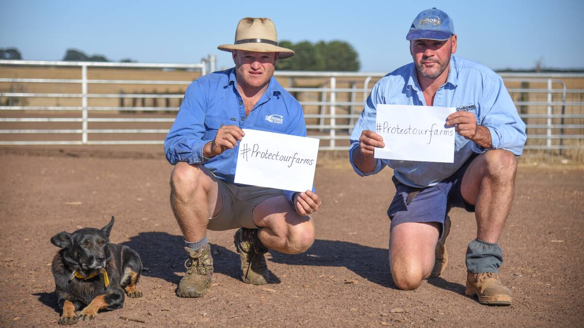 Chrome sheep stud assistant manager Hamish Thomas and stud co-principal Matt Tonissen, Hamilton, are calling on the government to do more in the wake of Aussie Farms' online map. Photo by Ruby Canning.