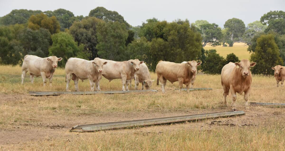 Some of Mount William Charolais stud's bulls on the property.