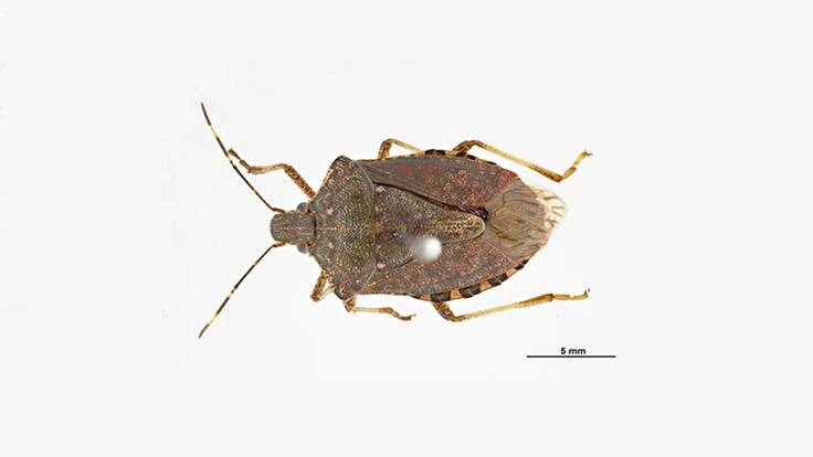 Stink bugs found in Melbourne