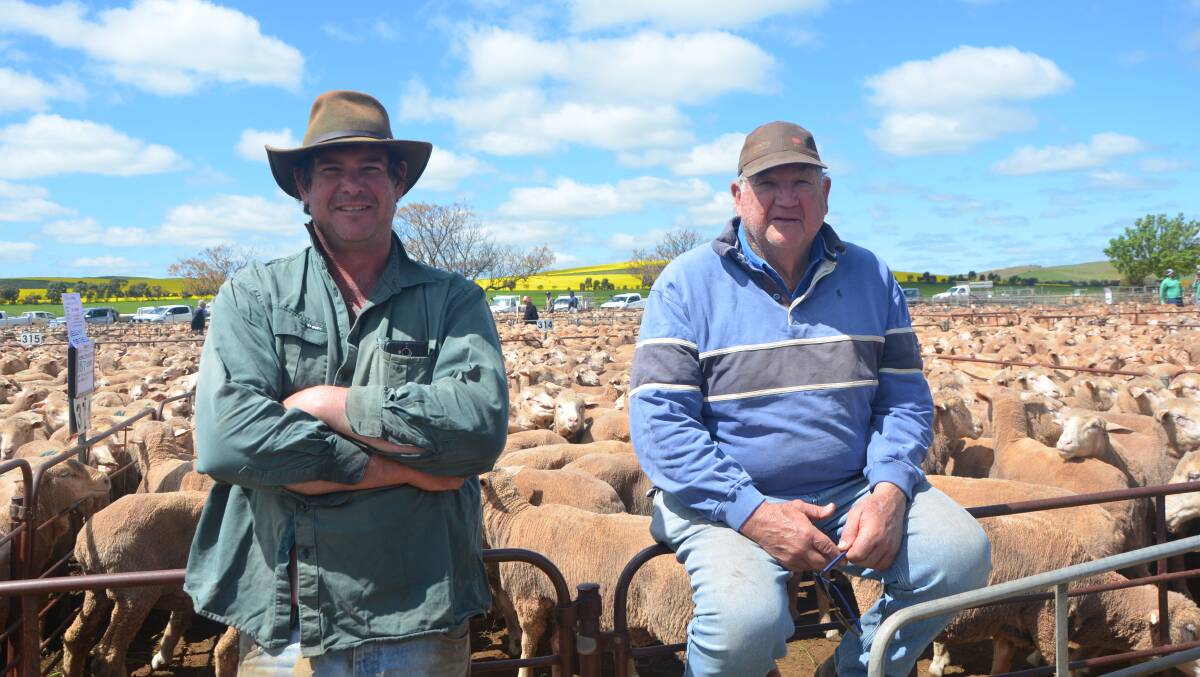 Fred and Trevor Laskey, Orroroo, SA, offered 1000 breeding ewes at Jamestown, SA, last week, with some fetching $260. Picture by Vanessa Binks.