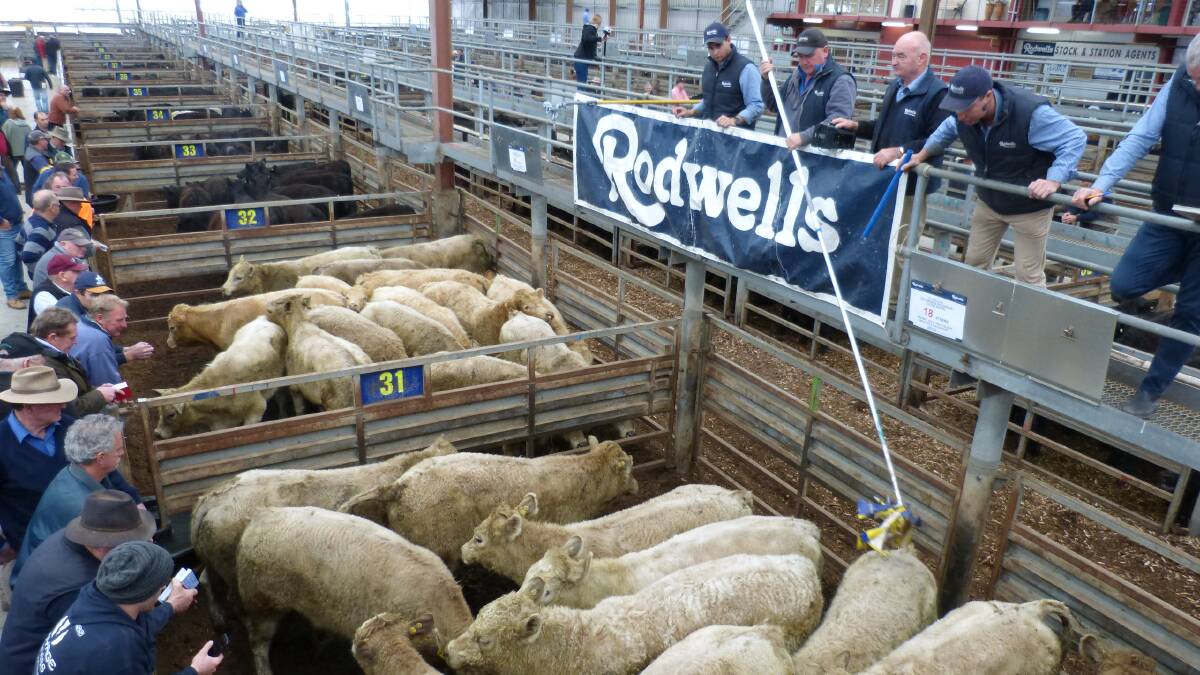 The recent store cattle sale at Pakenham saw an increased amount of competition from local graziers, thanks to recent rain in the region. This photo was from a sale earlier in the year.