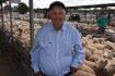 Lower numbers help lift sheep, lamb prices