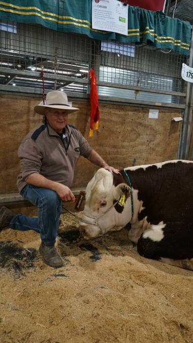 It was the first time Mick Forrell, Ceato Poll Hereford stud, Uranquinty, NSW, sold a bull at the Wodonga sale, and it greatly exceeded his expectations, selling for $12,000. Picture by Rachel Simmonds