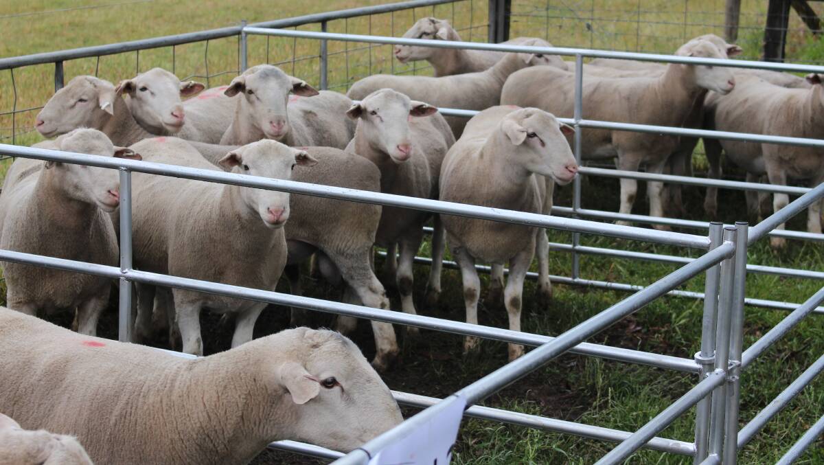 A selection of the White Suffolk rams offered at Yendora's second annual on-property ram sale.