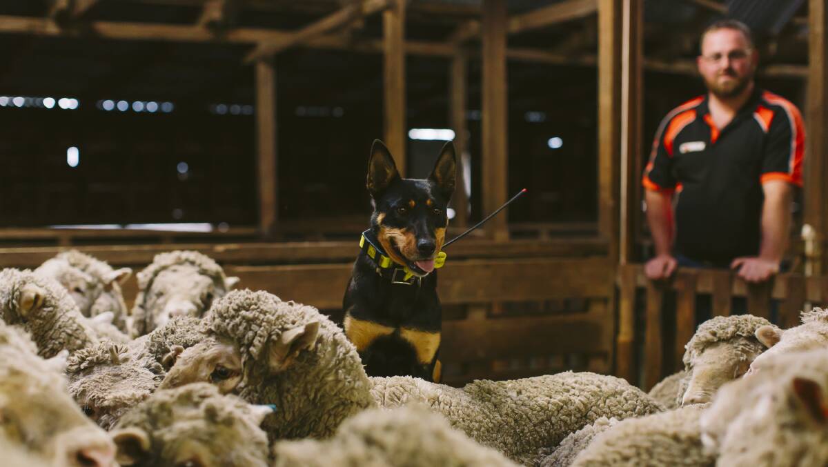 Last year’s winner of the Cobber Working Dog Challenge was Tasmanian sheep and beef farmer Brad McDonald’s six year-old Kelpie, Flow, who clocked up 716 kilometres over 21 days.