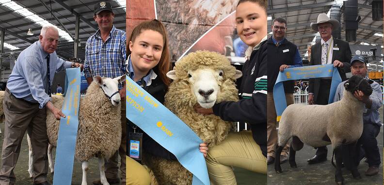All of the supreme sheep winners at the Royal Show