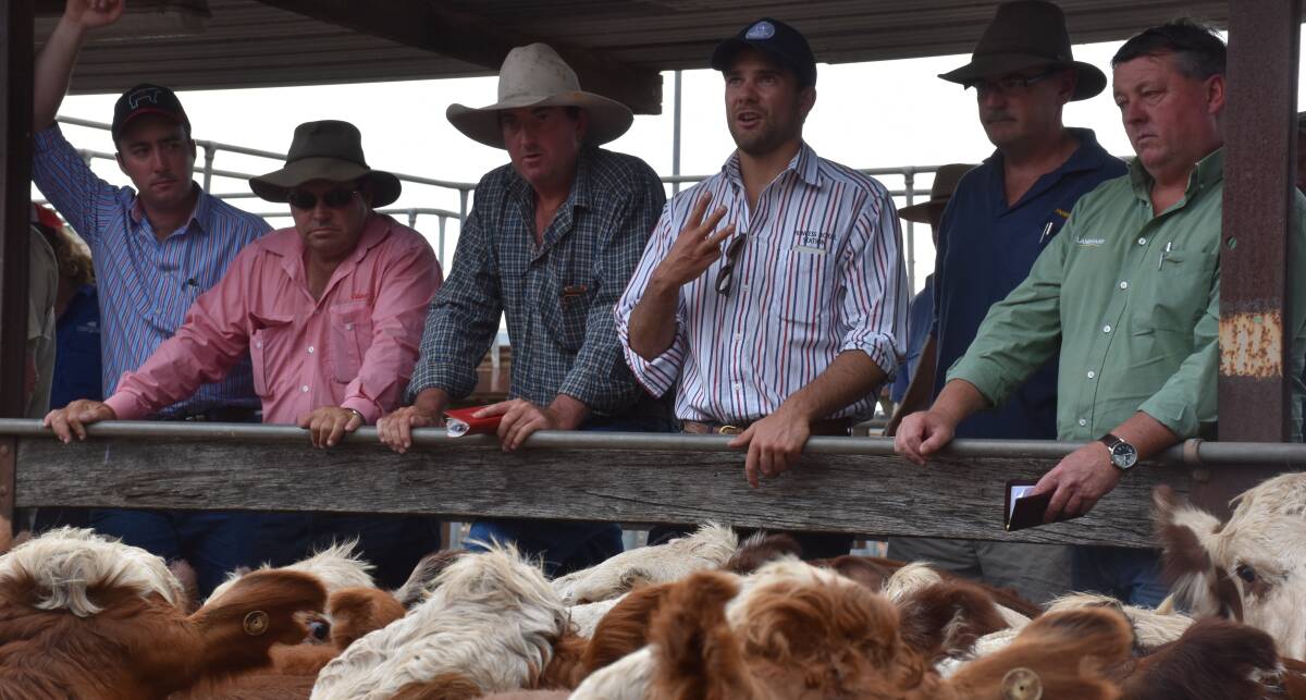 NEW MARKET: Buyers of weaner cattle will be met with a different set of circumstances at the annual sales next year, as the season is drastically different to the one before.