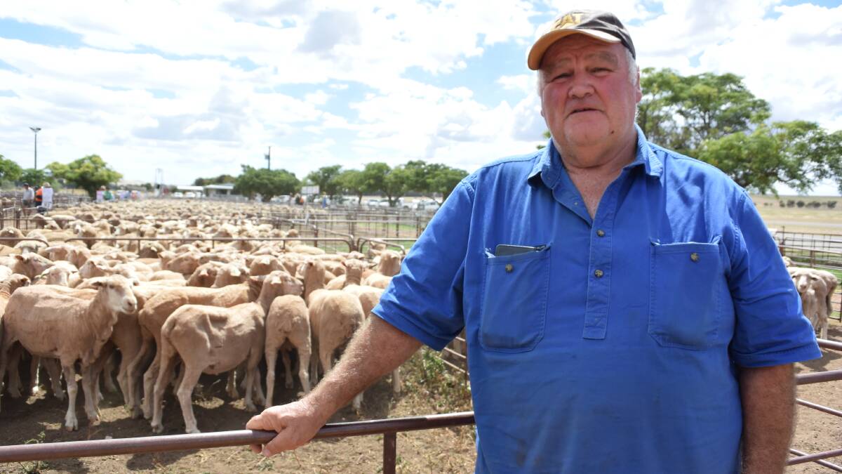PACING PENS: Garry Lock, Yongala, SA, was looking at ewes at Jamestown, SA, to rebuild his flock. 