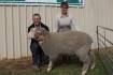 North East's Merino rams sell to $4750