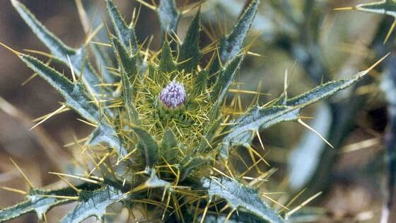 Soldier thistle in the spotlight
