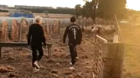 Video emerges of duo 'setting sheep free'