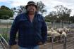 Rain hinders NSW lamb transport, as sheep numbers jump in Victoria