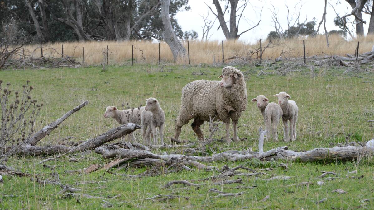 You can make a profit by reducing your lambing mob sizes.