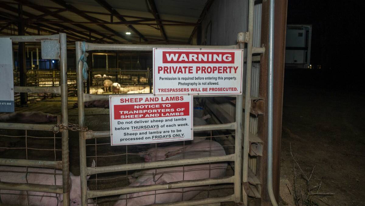 A photo taken by Farm Transparency Project while trespassing on a Victorian piggery. Picture supplied
