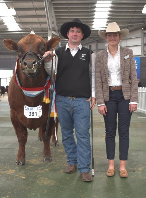 Hayden King, Pine Gully Park Belted Galloway stud, Yallourn North, and judge Aimee Bolton, with the champion bull.