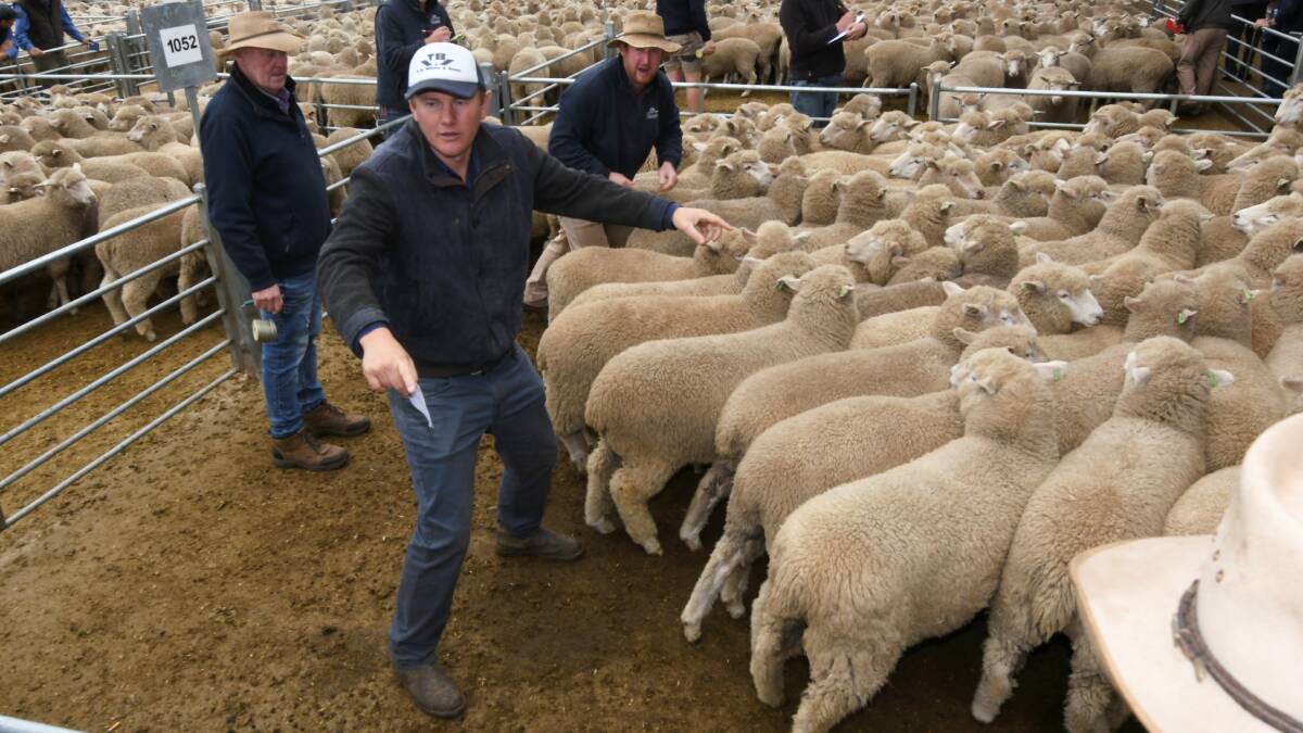MASSIVE YARDING: Xavier Bourke, TB White & Sons, calls for bids at the Bendigo sheep sale on Tuesday this week. Photo by Lachlan Bence.