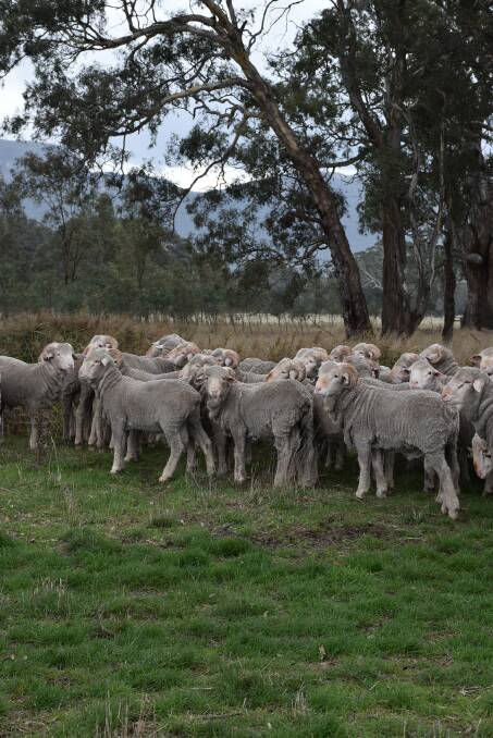 RAMS: Some of Rock-Bank's rams on the Victoria Valley, Vic, farm.