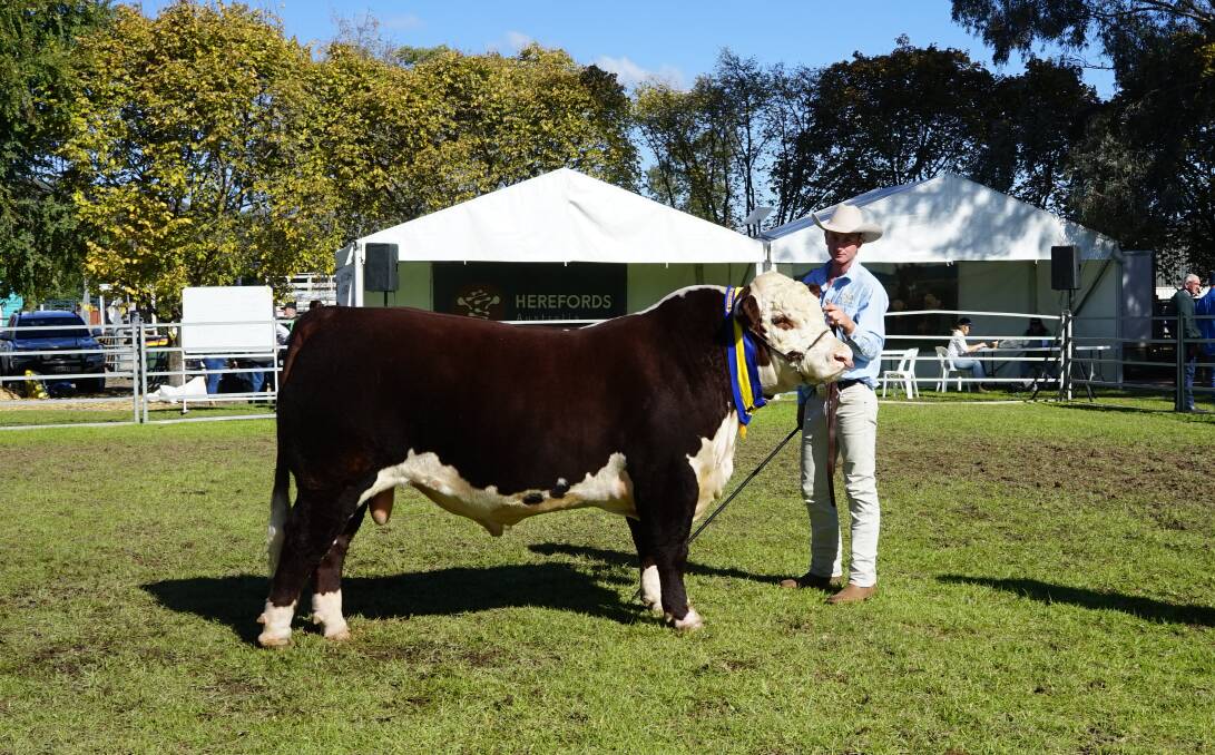 Logan Sykes, Mawarra, with the second top-priced bull of the sale that made $60,000. Picture by Rachel Simmonds