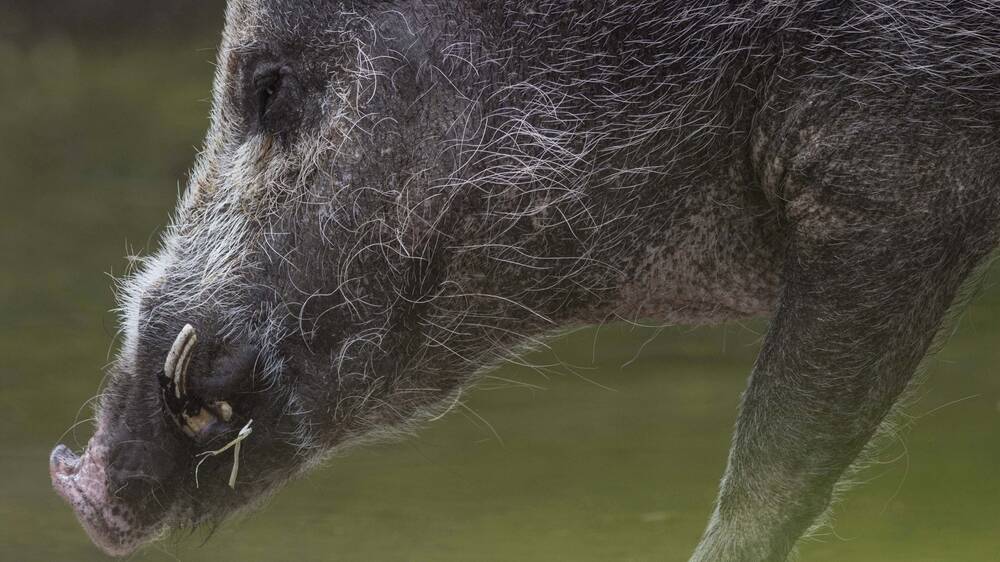 A Main Ridge farmer has been fined for using 1080 bait products to control wild pig populations on his property without proper authorisation.