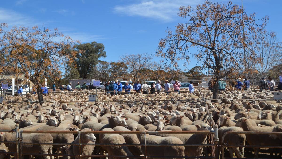 The yarding at a recent first-cross ewe sale at West Wyalong, NSW. Photo by Stephen Burns.