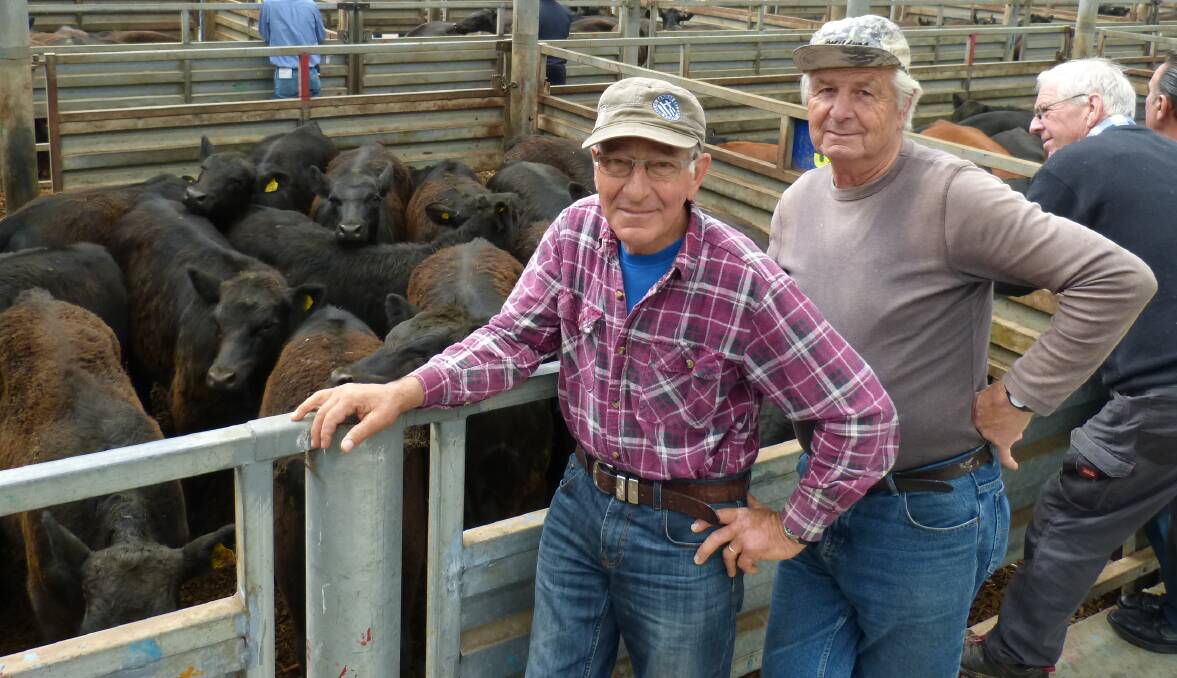 GOOD SALE: Charlie Angelopoulos, pictured
with Frank Fotopoulos, sold Limousin-Angus
steers and heifers at Pakenham, to $1080.