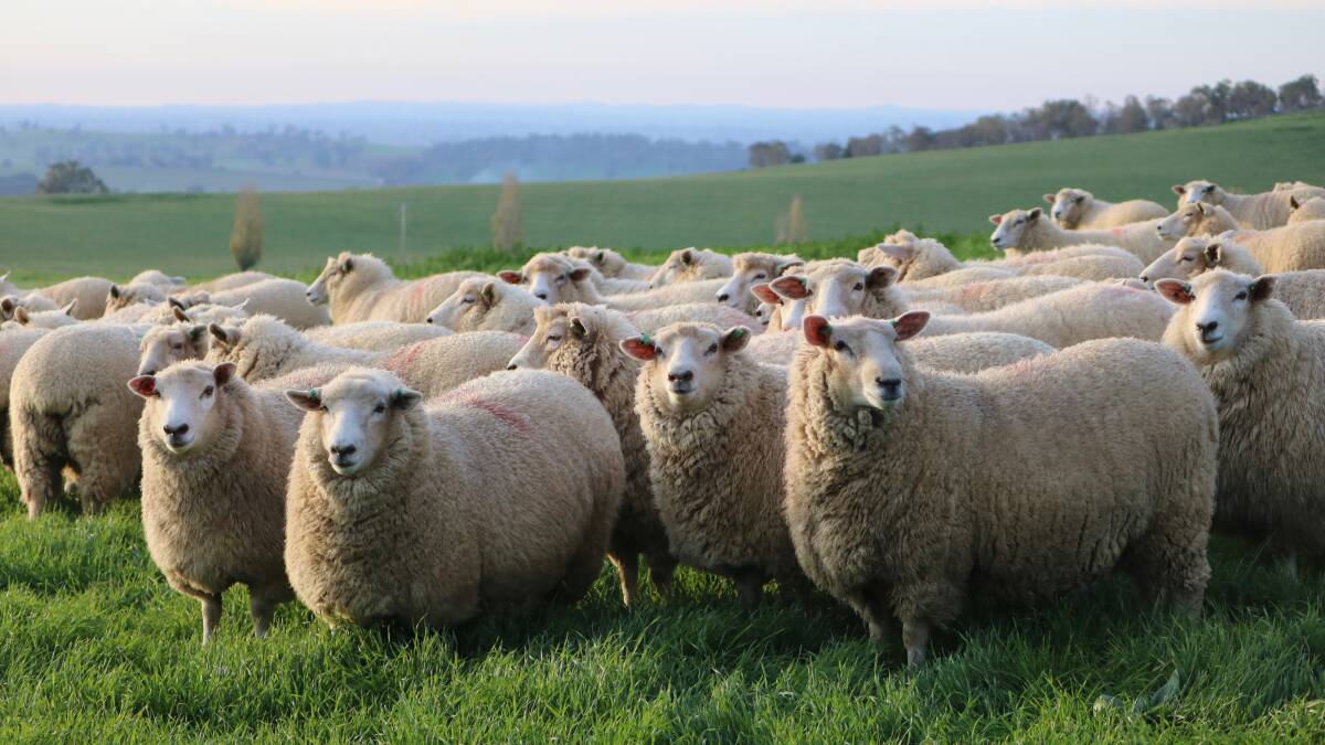 IN LAMB: Twin-bearing Highlander ewe lambs.