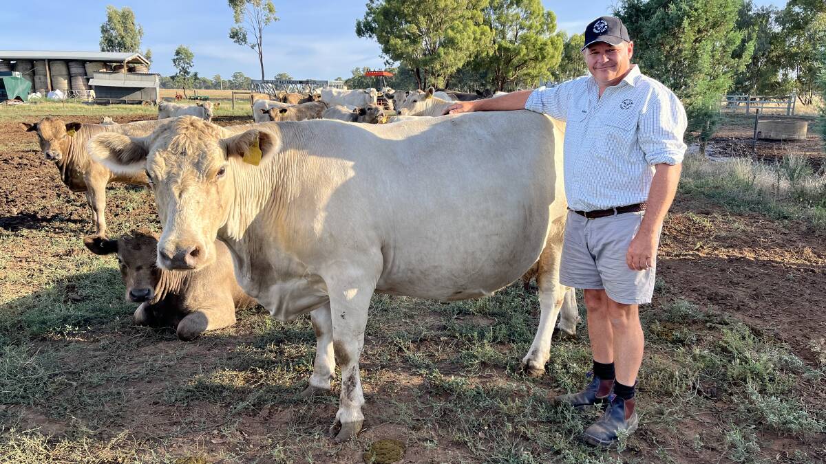 Mount Major Murray Grey stud principal Brett Davidson, Yabba North, is looking forward to showing off his herd during this year's Stock & Land Beef Week.