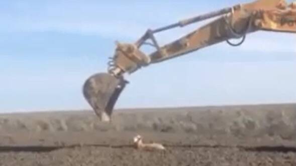 Stuck sheep gets lifted out of silt by excavator