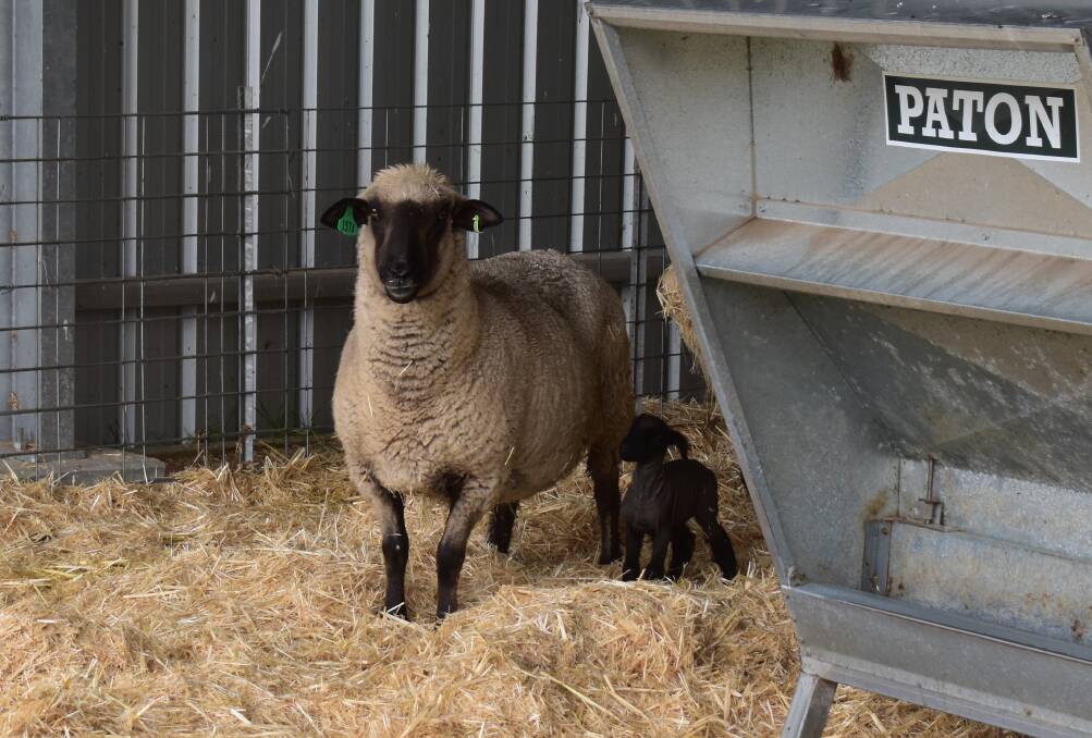 FRESH: A Hampshire Down ewe with one of its fresh lambs.