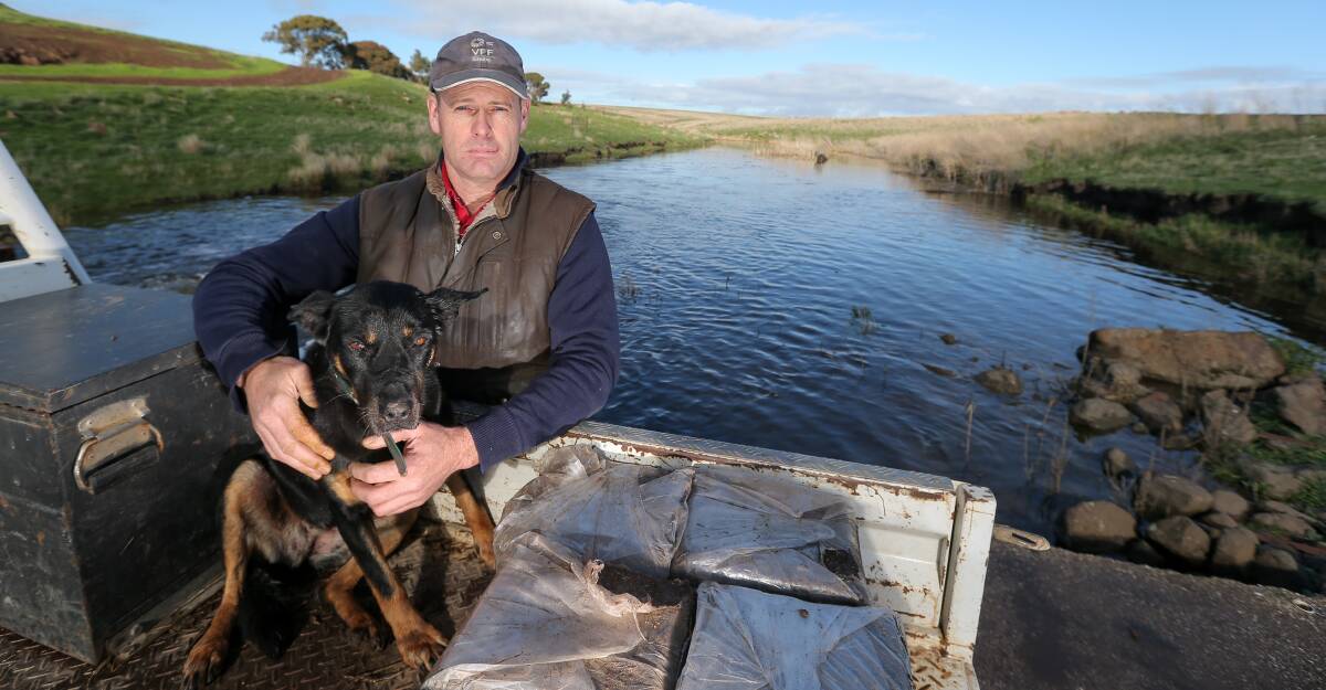 RATE PAIN: Anthony Mulcahy, on a causeway with his Kelpie Buster, pays different council rates on each side of the Mt Emu Creek, which divides his Pura Pura property. Photo by Rob Gunstone.