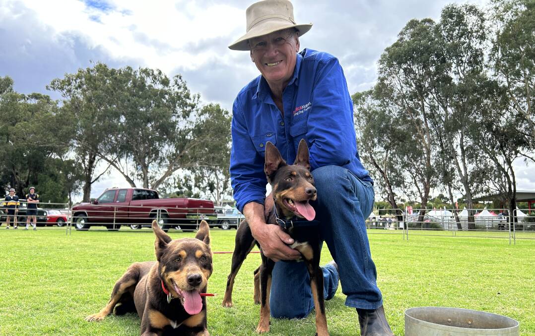 Beloka Kelpie stud principal Paul Macphail, Welshpool, has been training working dogs for 30 years and says obedience is the first step to training an efficient working dog. Picture by Joely Mitchell