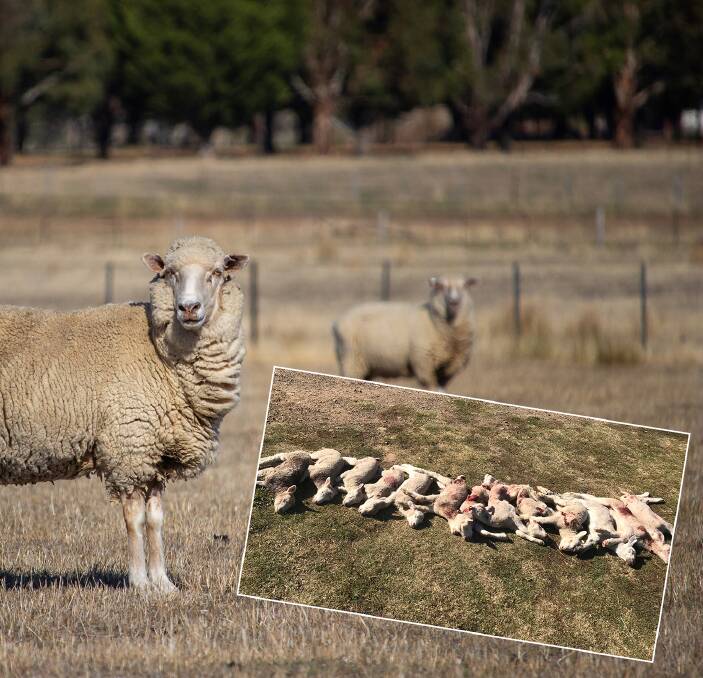 ATTACK: Wild dogs destroyed or injured about 70 lambs last year in one hit on Steve Marshall's Boorolite farm.