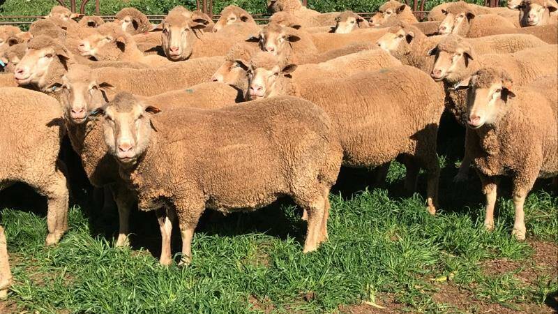 Scanned-in-lamb ewes from Pekina, SA, advertised on AuctionsPlus this week. Photo courtesy of AuctionsPlus.