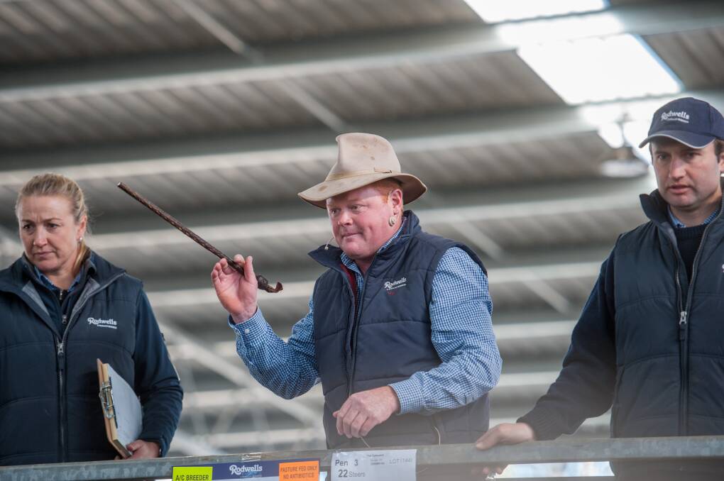 AUCTION TIME: The Rodwells team will be there in force at Yea's annual weaner sales, where approximately 2500 head will be offered.