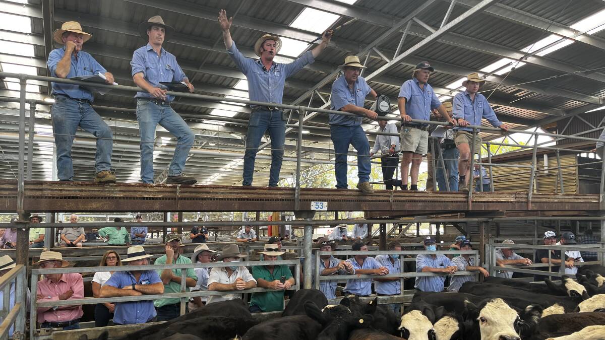 The Kerr & Co Livestock team in action at last year's weaner sales. Picture by Bryce Eishold