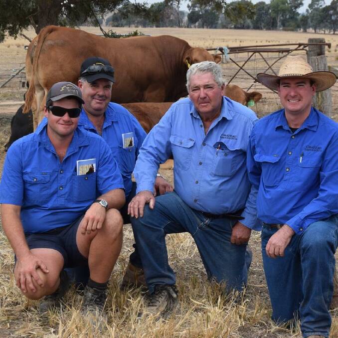 Matthew and Joseph Rigano, Rigdale Limousin stud, Ferndale, bought the top-priced bull at John and Andrew McIntyre's Chateau Limousin stud bull sale.