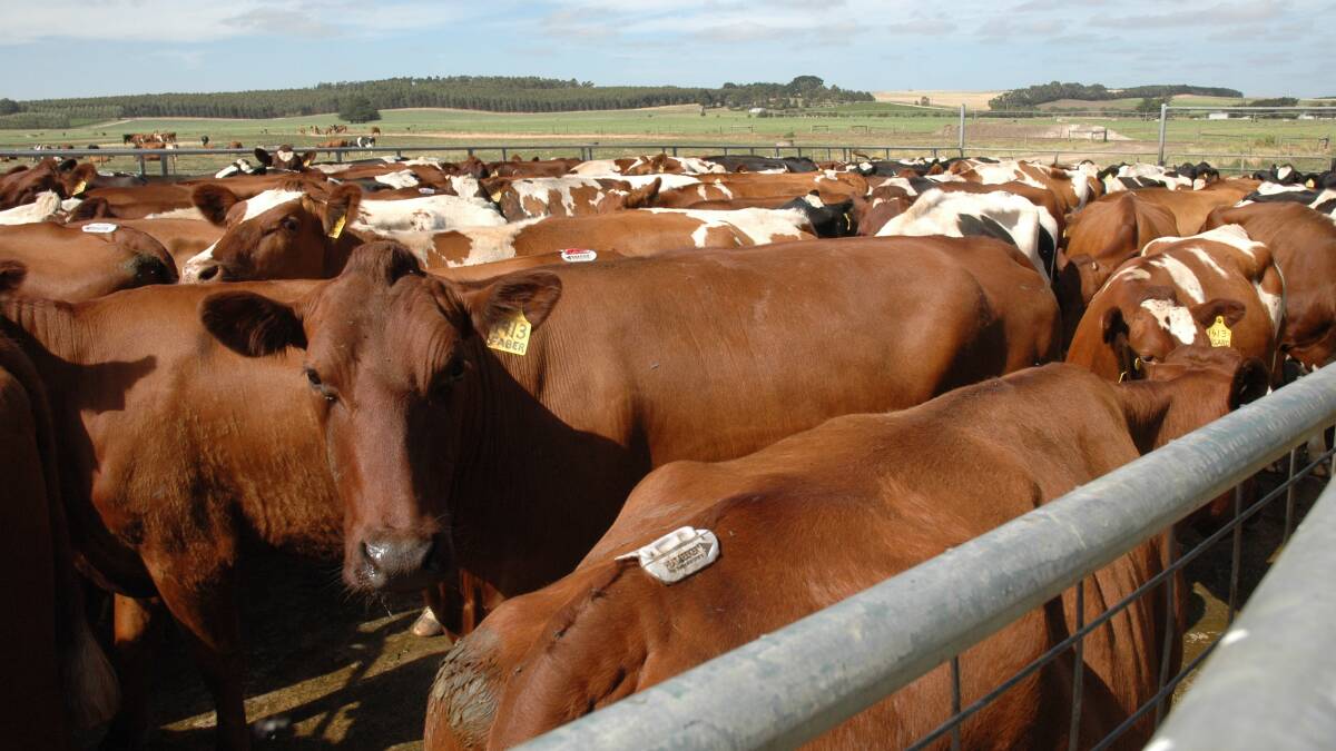 Red dairy brings global attention to Australia