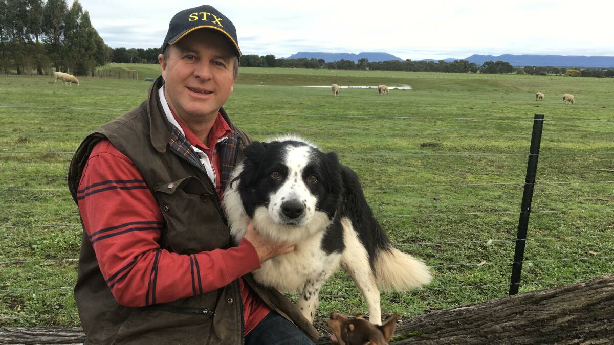 Glenthompson, Vic, prime lamb producer Russell Mitchell, with Border Collie Hammy, made the switch from wool to meat over a decade ago after being disillusioned by how the Merino industry was run.