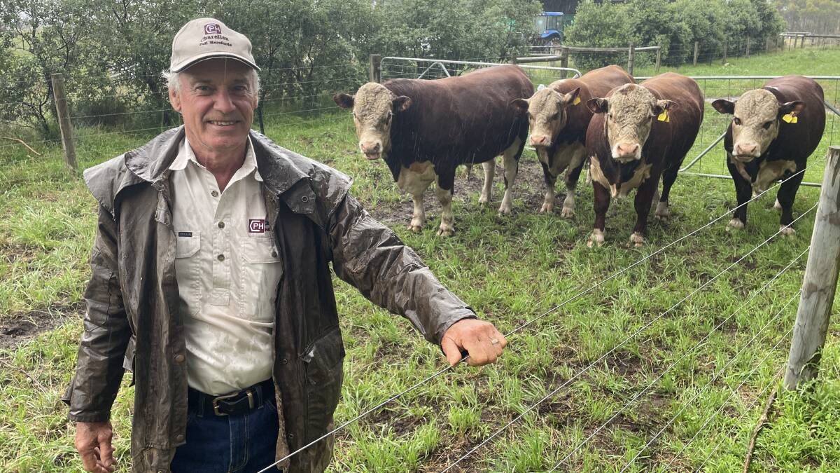 Charellen Poll Hereford stud principal Stan Walker, Pearsondale, with some of his Poll Hereford cattle. Picture by Bryce Eishold