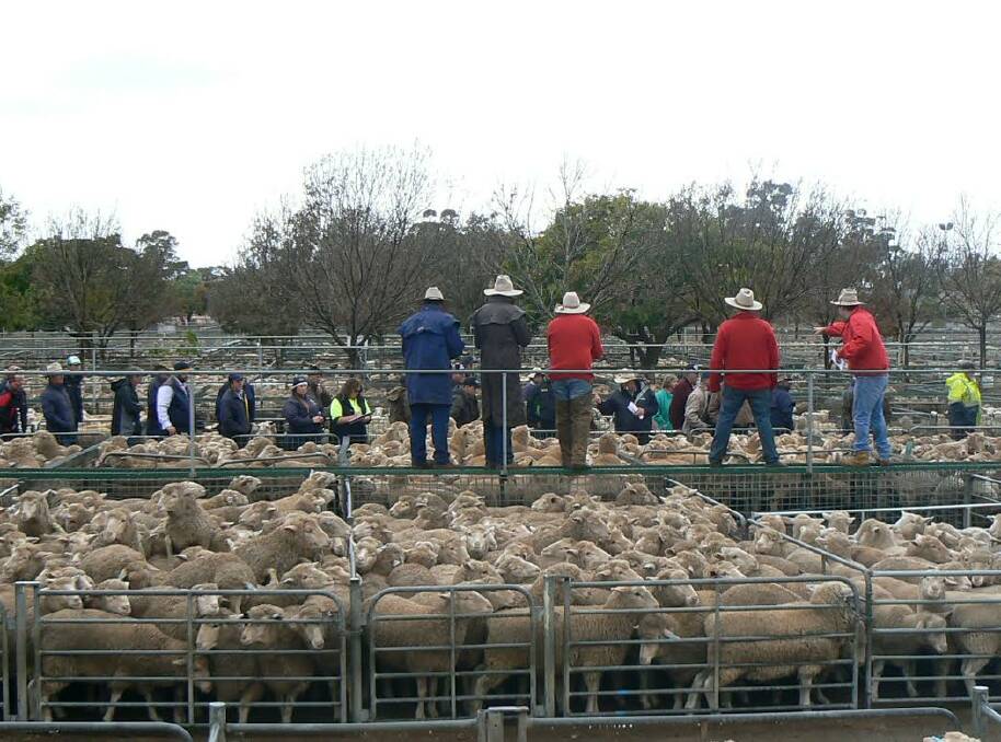 BUSY SALEYARDS: Agents and their staff are spending 12 to 14 hours a day in saleyards, drafting, penning, selling, and delivering sheep and lambs.