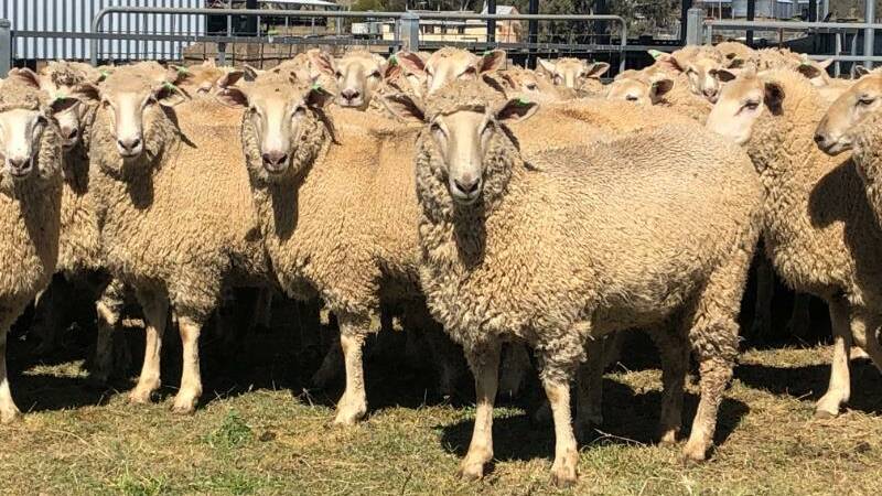 Scanned-in-lamb ewes from Emmaville, NSW, that were offered on AuctionsPlus this week.